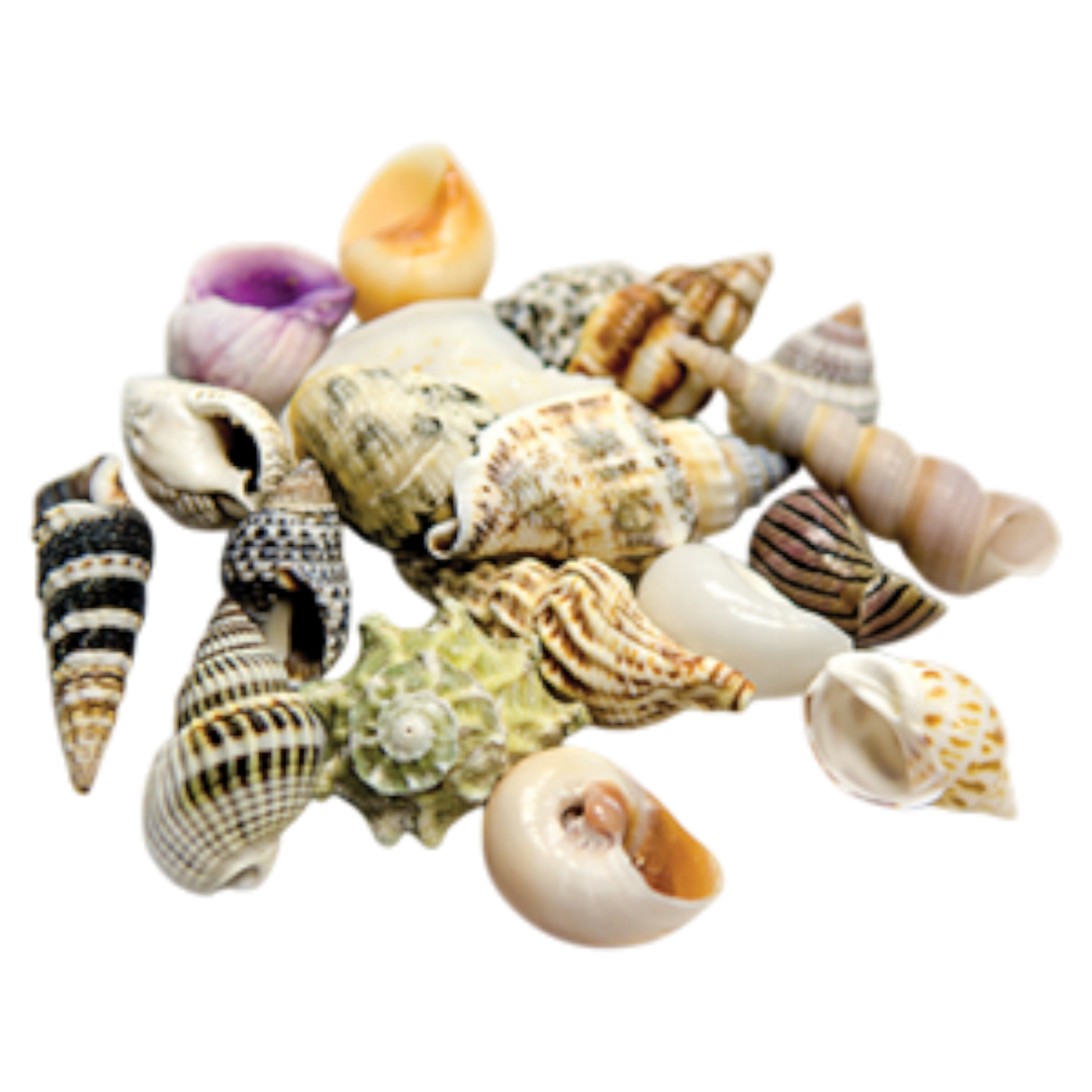 Hobby Large Snail Shells (Pack of 5)