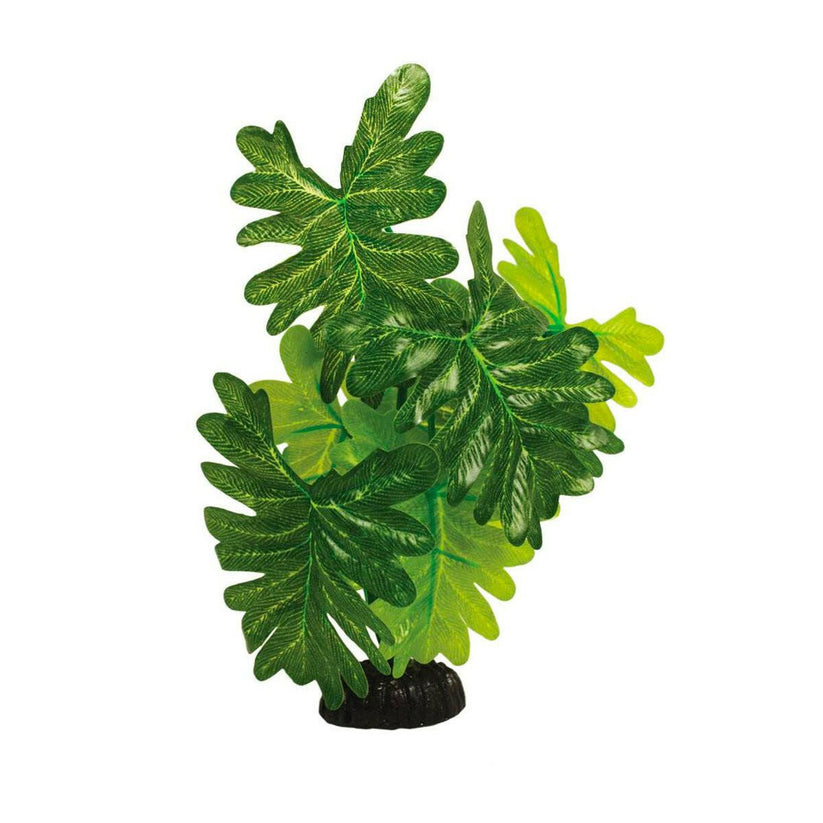 Hugo Kamishi Indian Fern Silk Plant