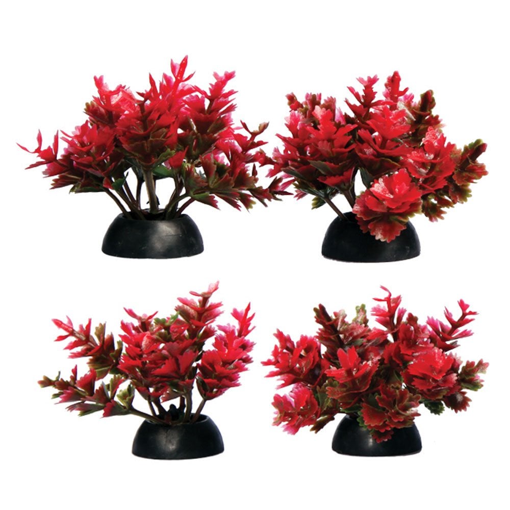 Aqua One Ecoscape Foreground Red Catspaw (4pk)