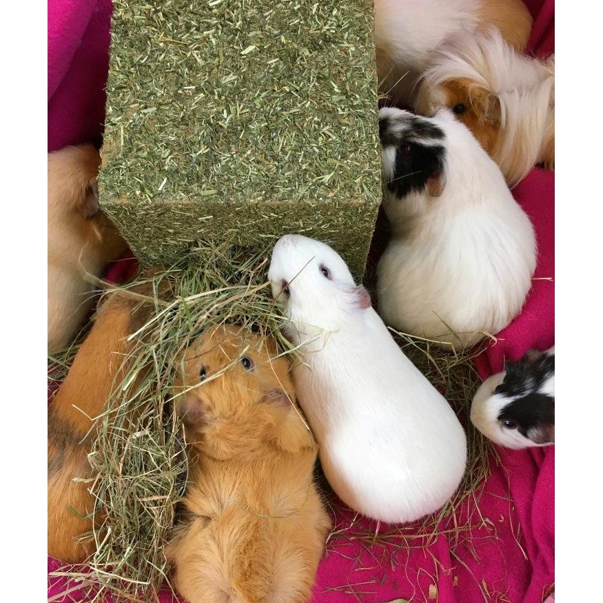 Rosewood I Love Hay Cube Medium