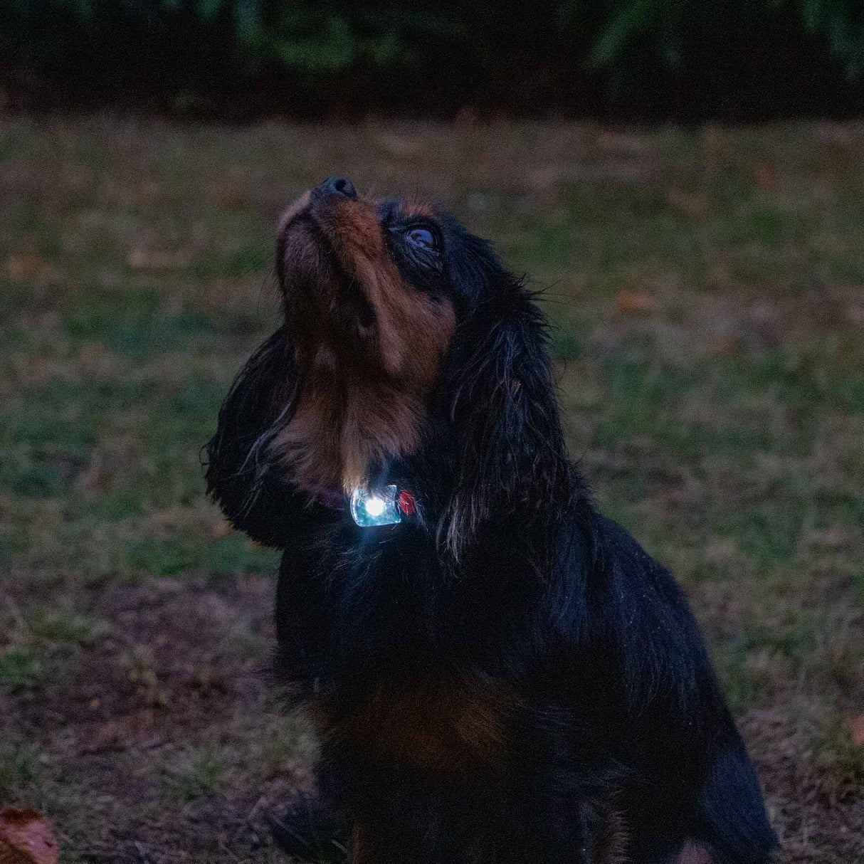 Ancol Rechargeable Blinker Orange With White LED