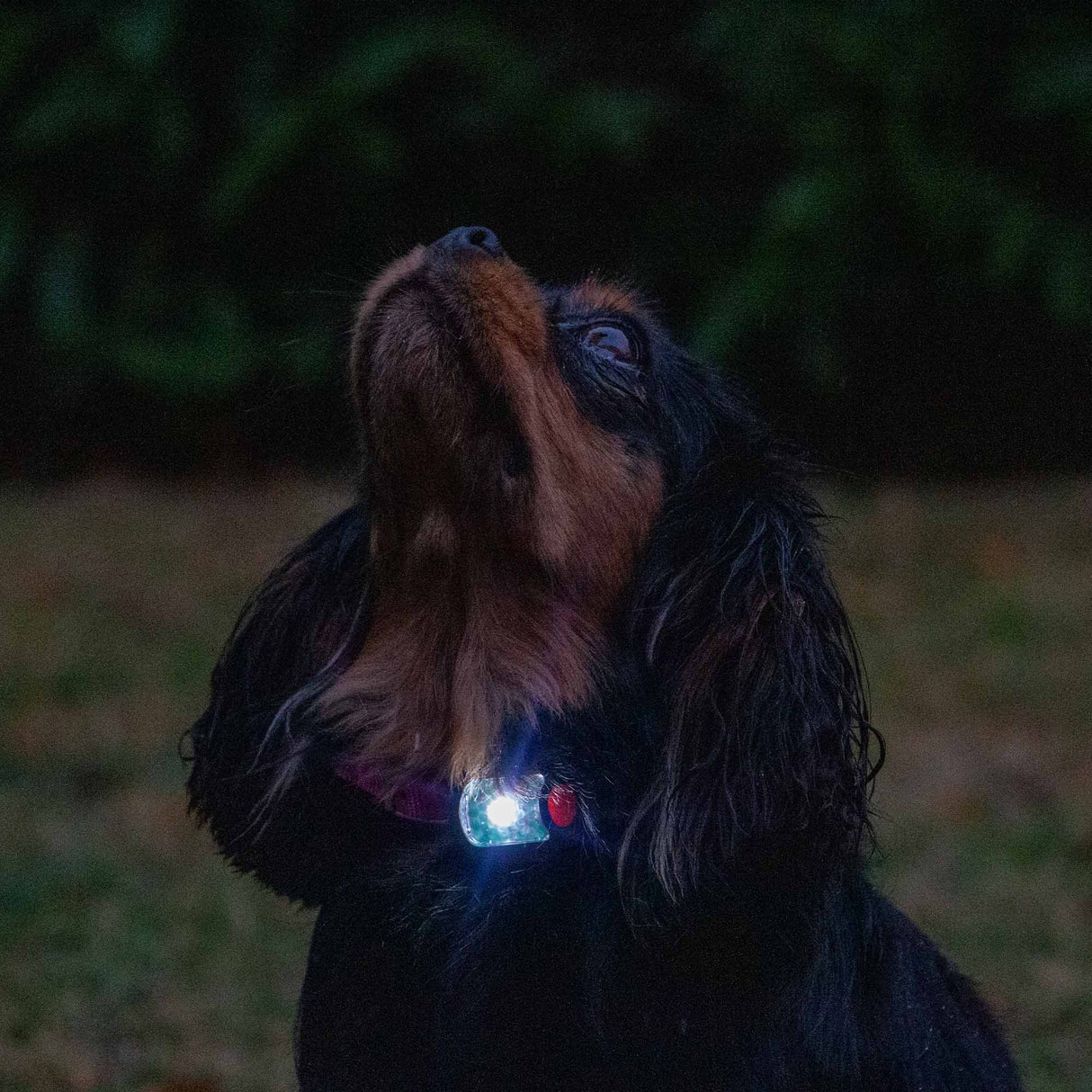 Ancol Rechargeable Blinker Orange With White LED