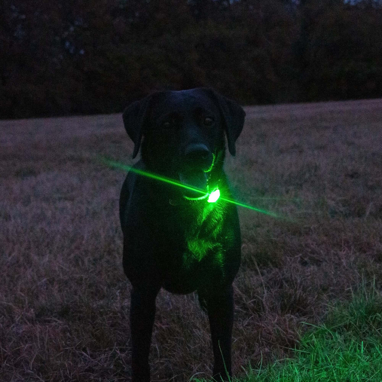 Ancol Rechargaeble Blinker Green