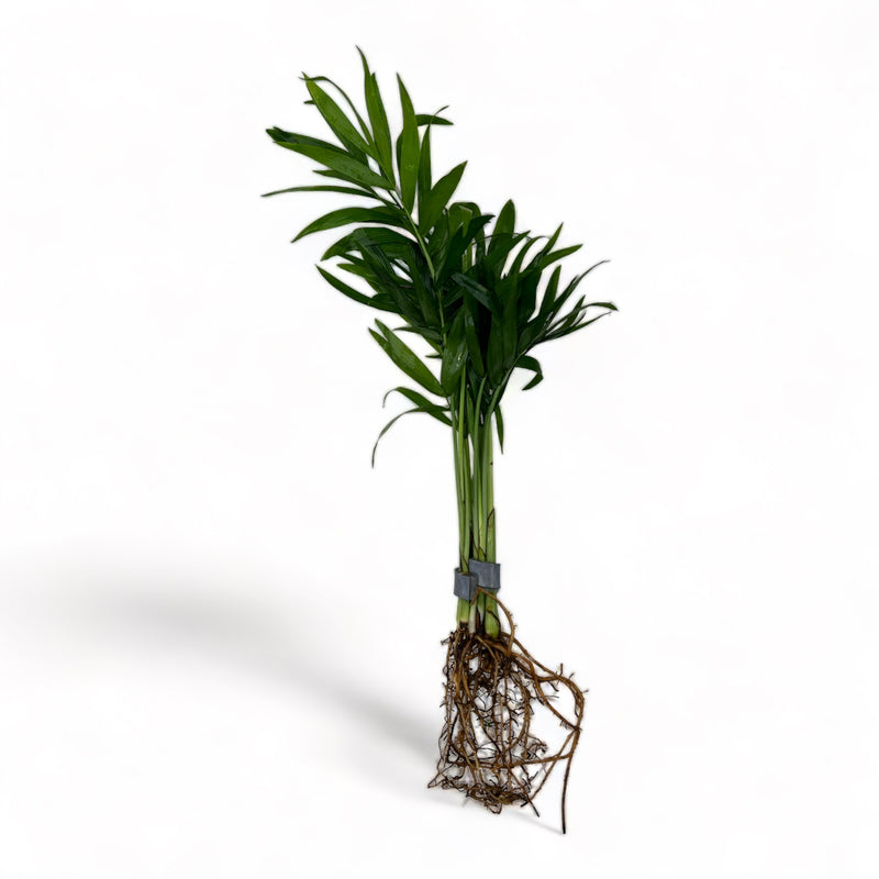Chamaedorea “Palm” (Parlour Palm)