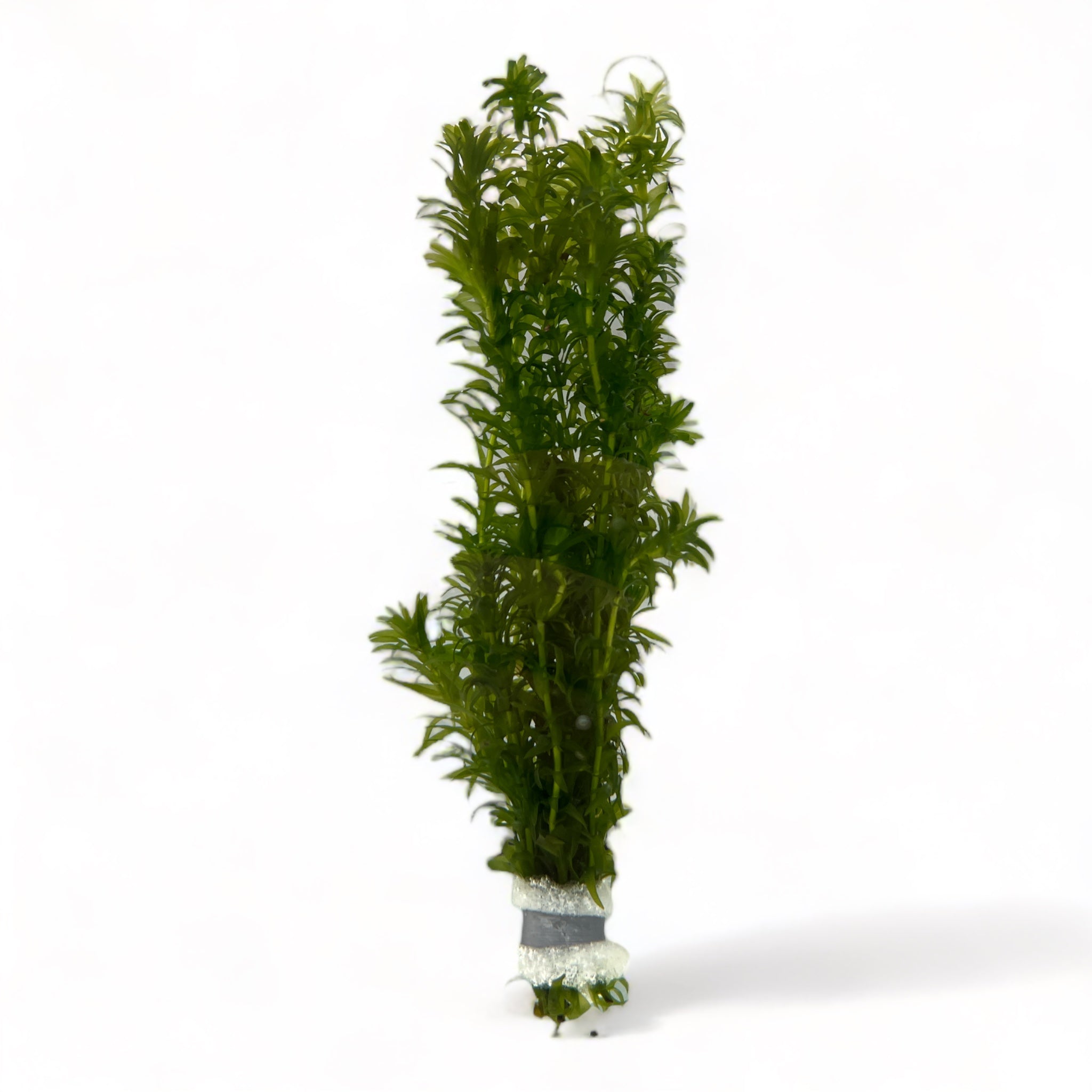 Elodea Densa (Brazilian Elodea) Water World Pet & Aquatic Centre