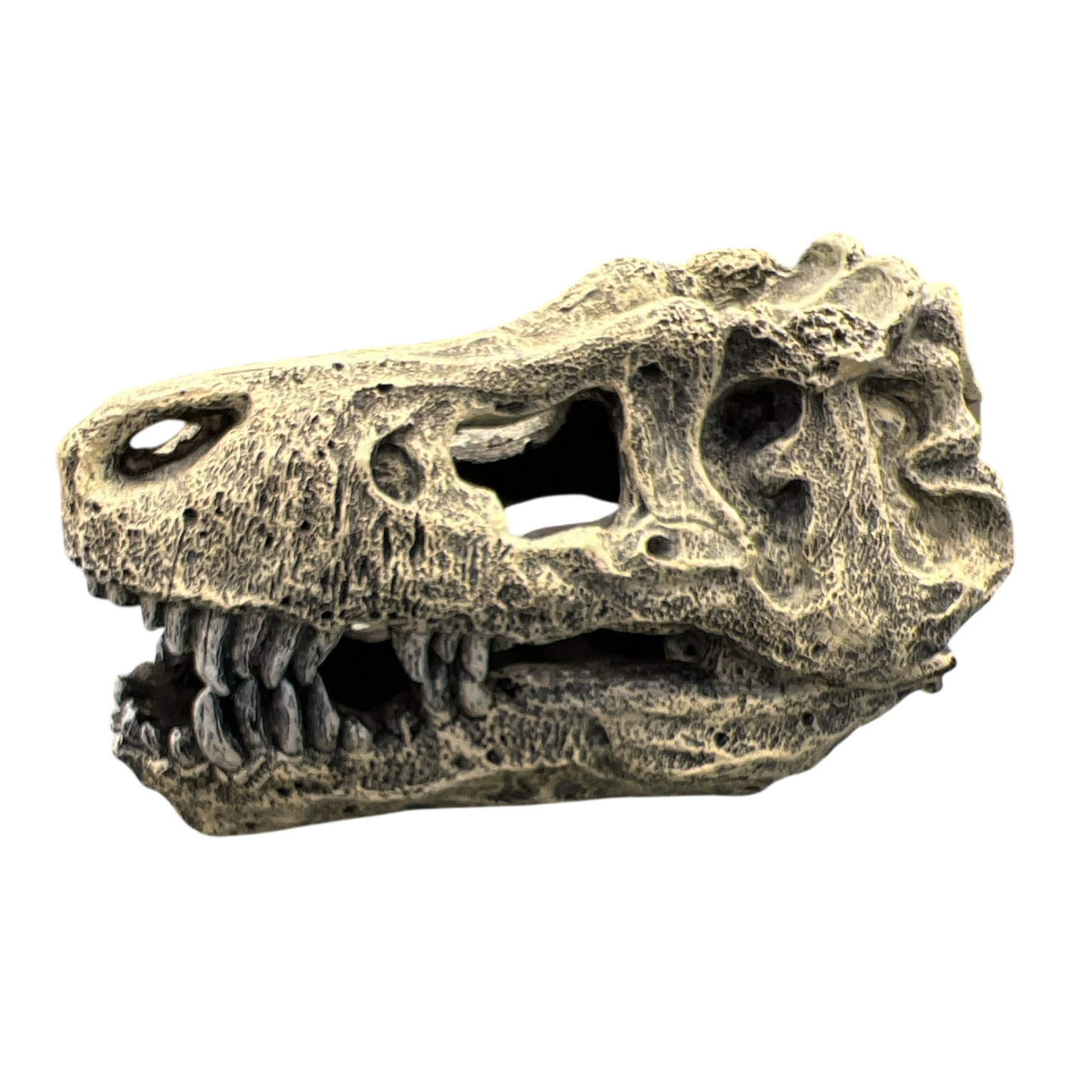 AquaTrio Dinosaur Skull