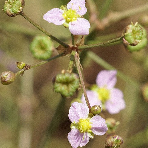 Slender Plantain (Alisma lanceolata)