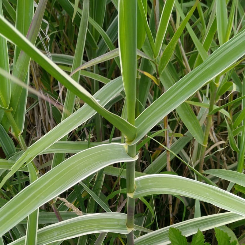 Giant Variegated Reed (Arundo donax variegata)
