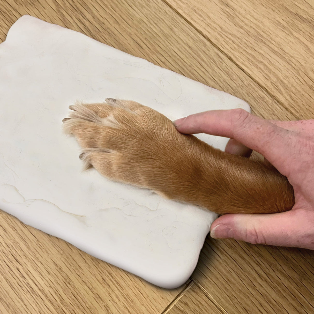 https://cdn.shopify.com/s/files/1/0589/7378/2073/files/OSP0051-Paw-on-Clay.jpg?v=1737994346