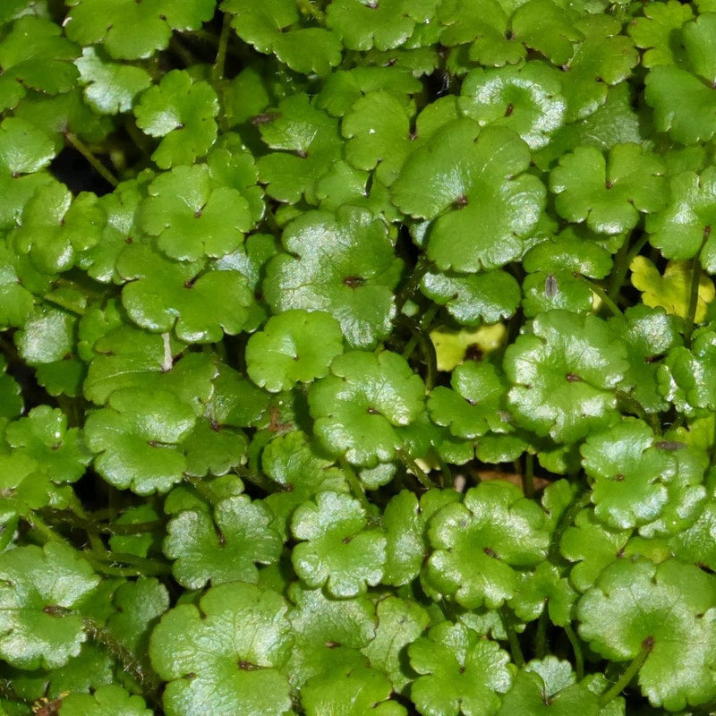 Marsh Pennywort (Hydrocotyle Vulgaris)