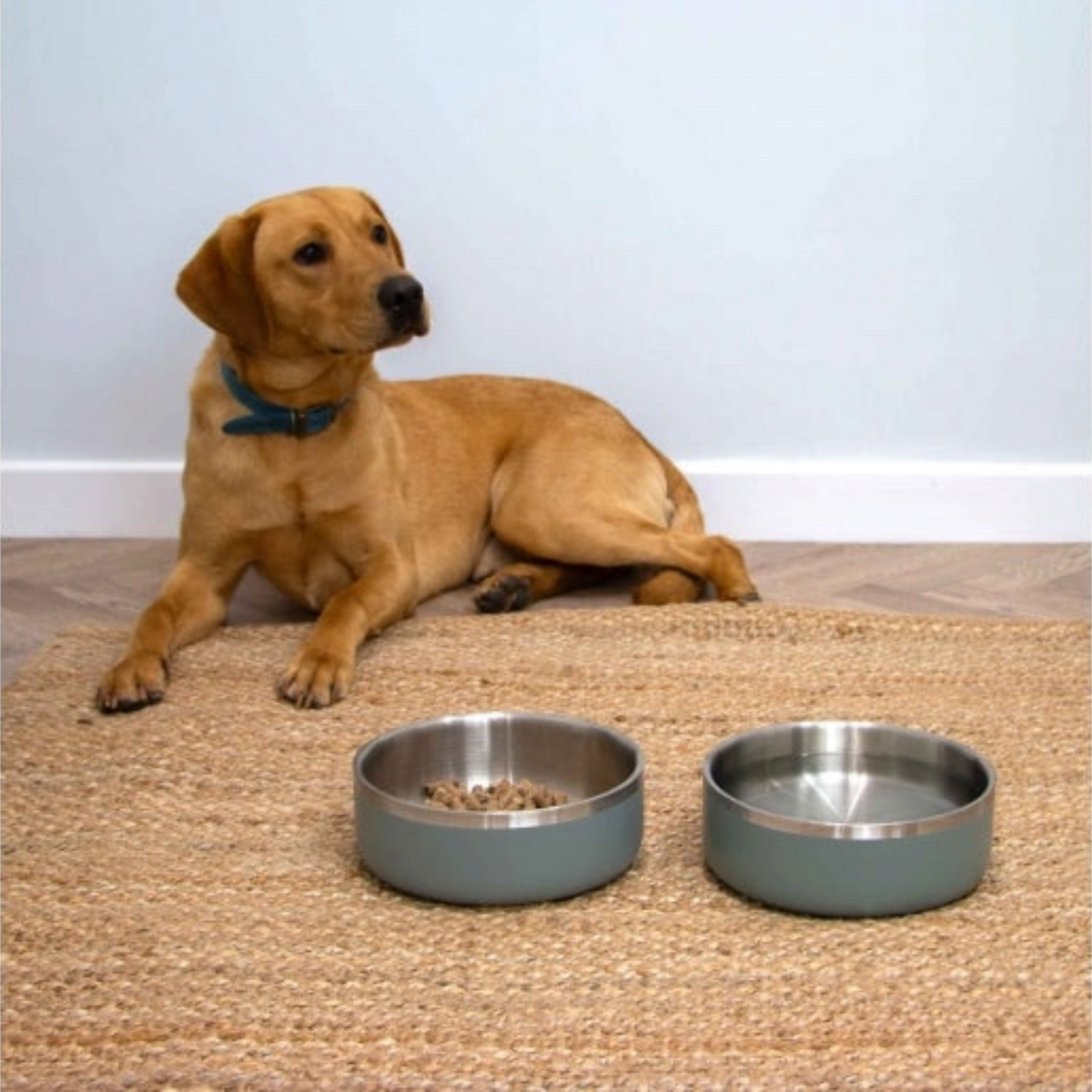 Water World Pet & Aquatic Centre sage stainless steel dog bowls with non-slip base next to a golden Labrador