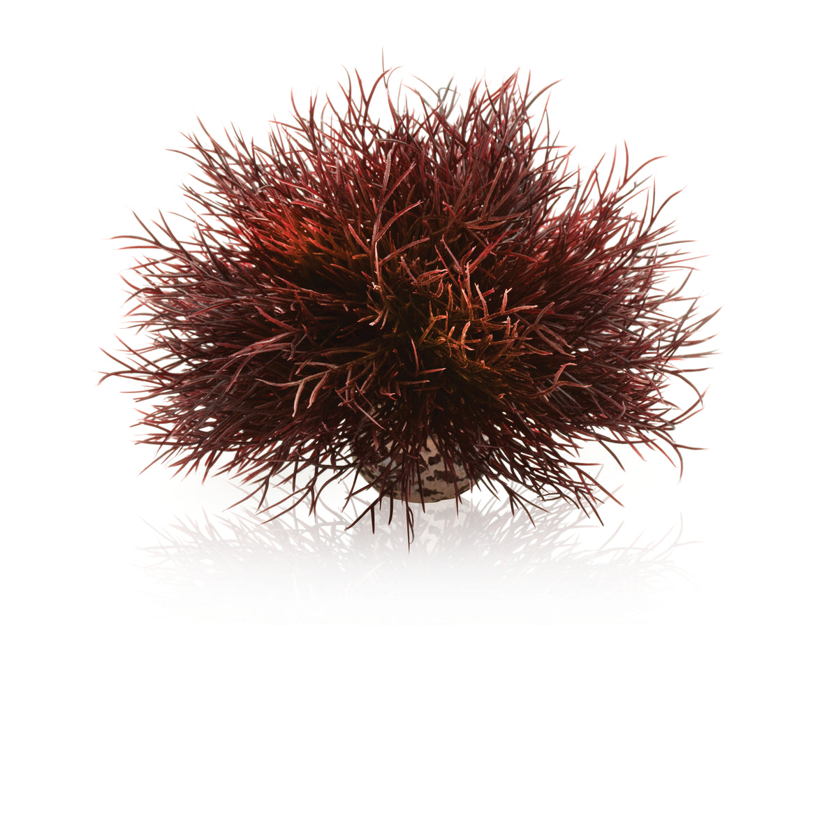 biOrb Sea Lily in Crimson