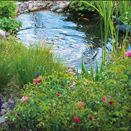 Small preformed pond in garden with fish and pond plants