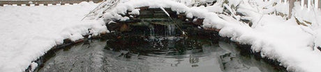 Why do we feed pond fish winter food?