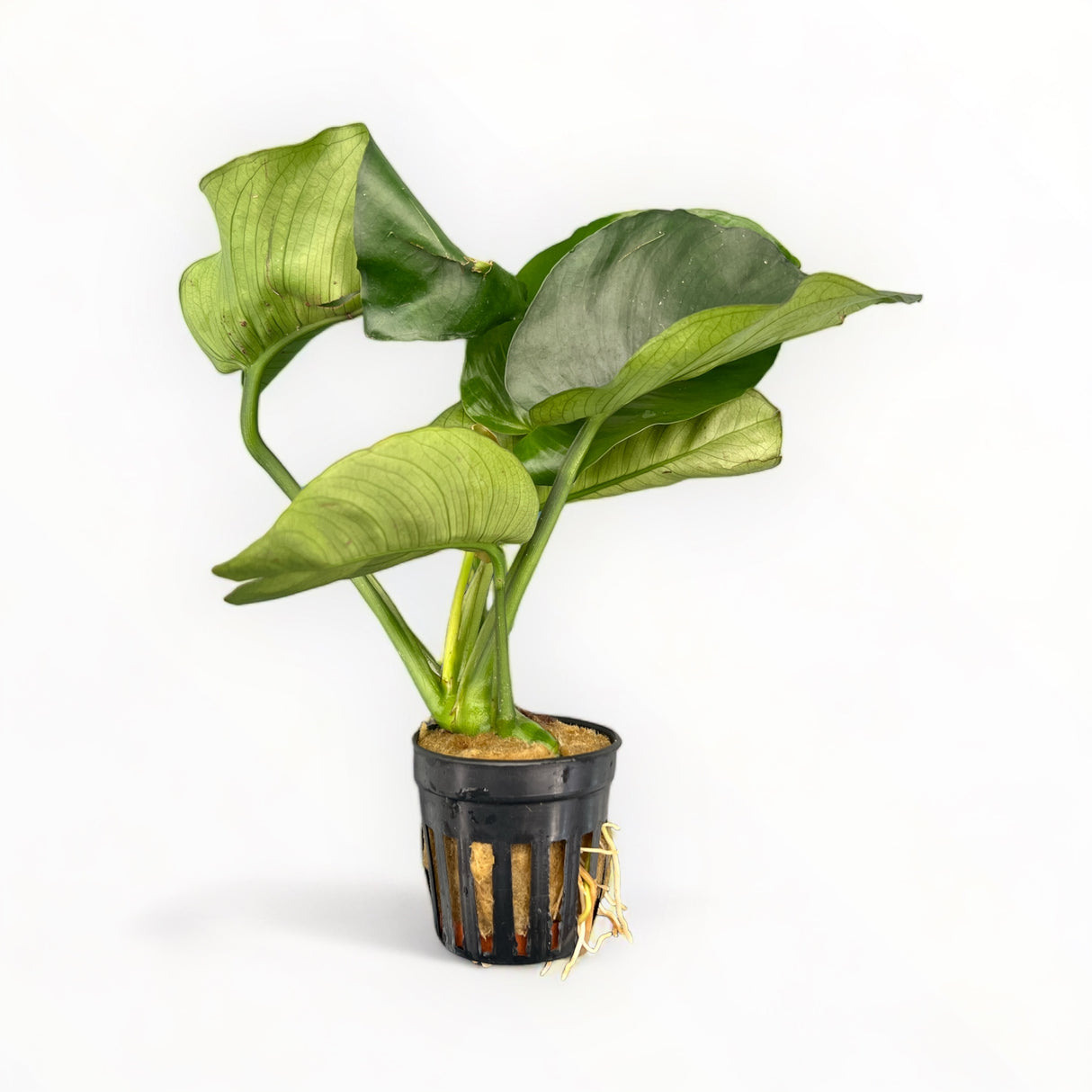 Broadleaf Anubias (Anubias Barteri)