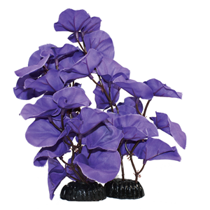 Hugo Kamishi Lily Purple Silk Plant