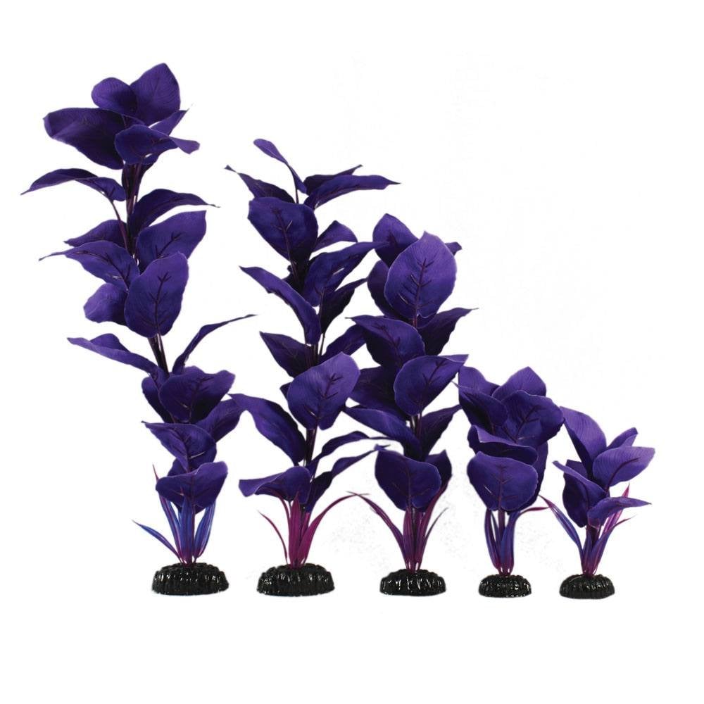 Hugo Kamishi Corymbosa Purple Silk Plant