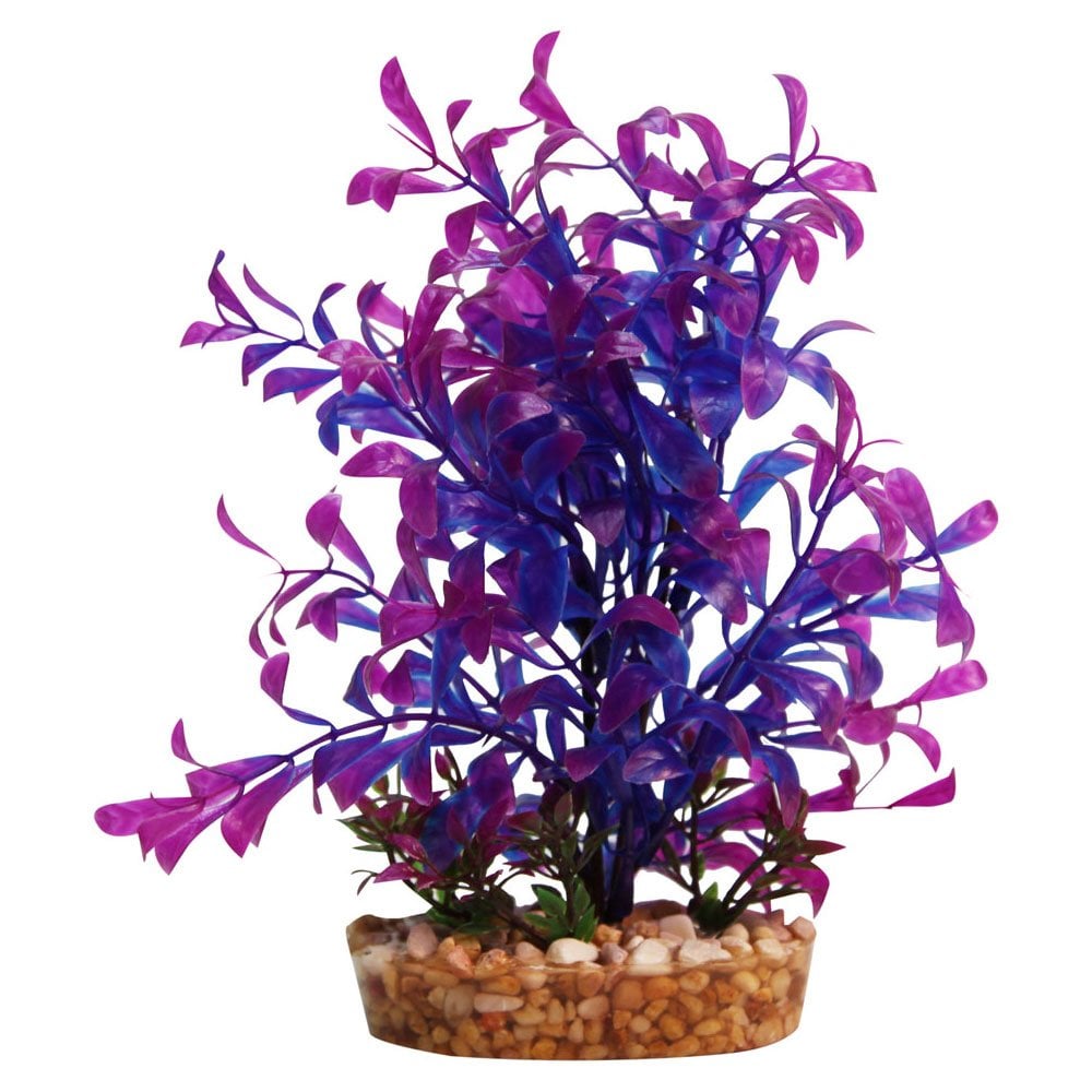 Aqua One Vibrance Blue Hygrophila 20cm