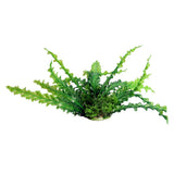 Aqua One Ecoscape Green Ruffled Lace Plant 20cm