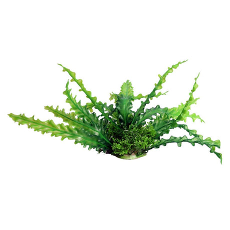 Aqua One Ecoscape Green Ruffled Lace Plant 20cm