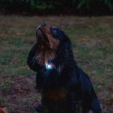 Ancol Rechargeable Blinker Orange With White LED