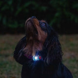 Ancol Rechargeable Blinker Orange With White LED