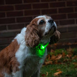 Ancol Rechargaeble Blinker Green