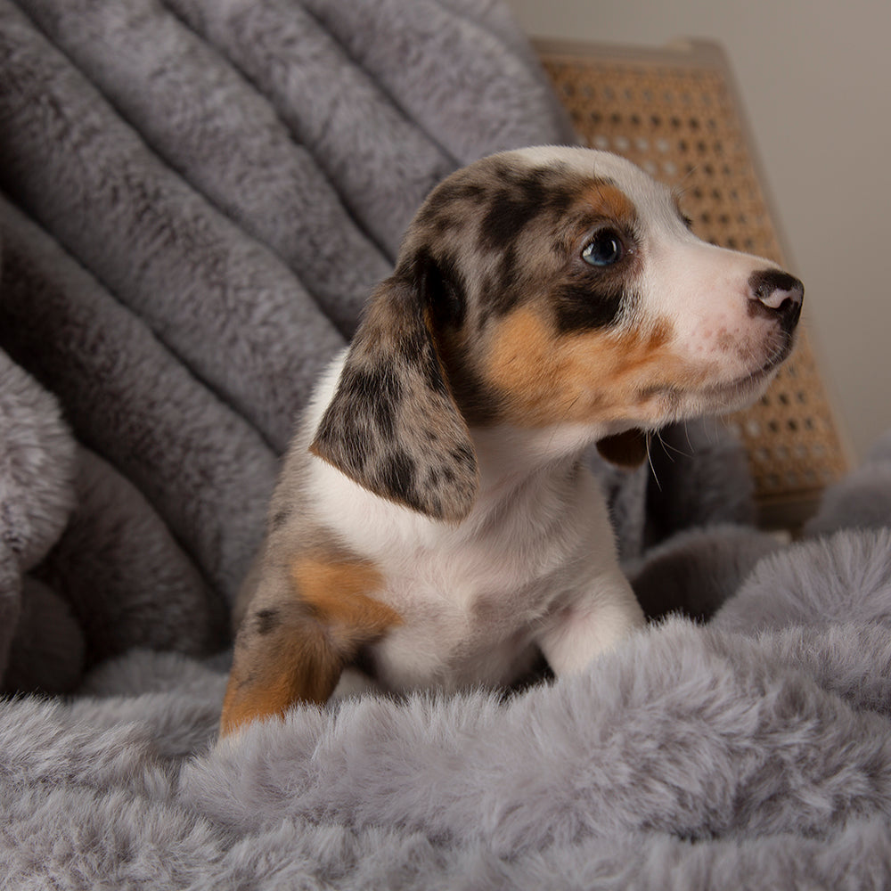 Scruffs Aspen Pet Blanket