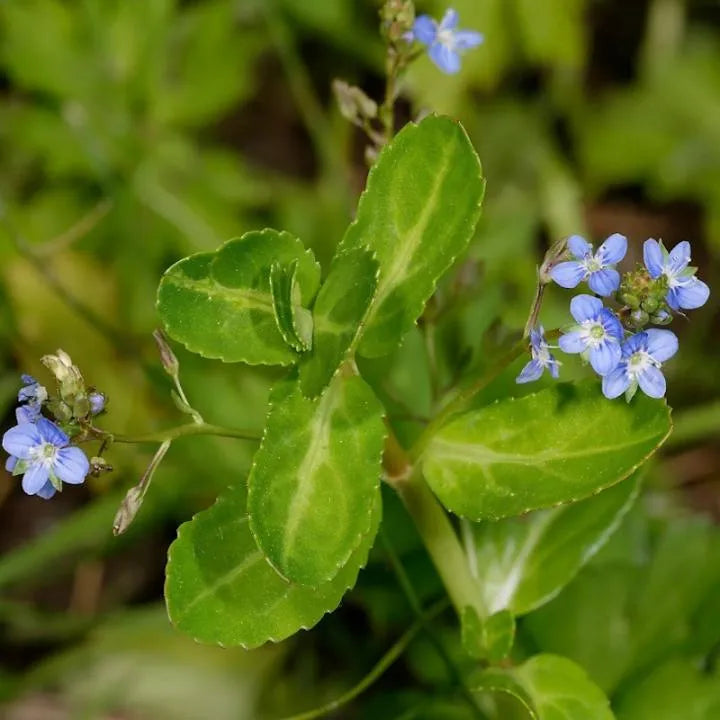 Brooklime (Veronica beccabunga)