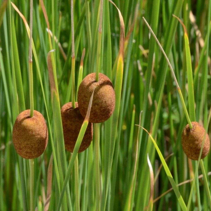 Dwarf Reedmace (Typha minima)