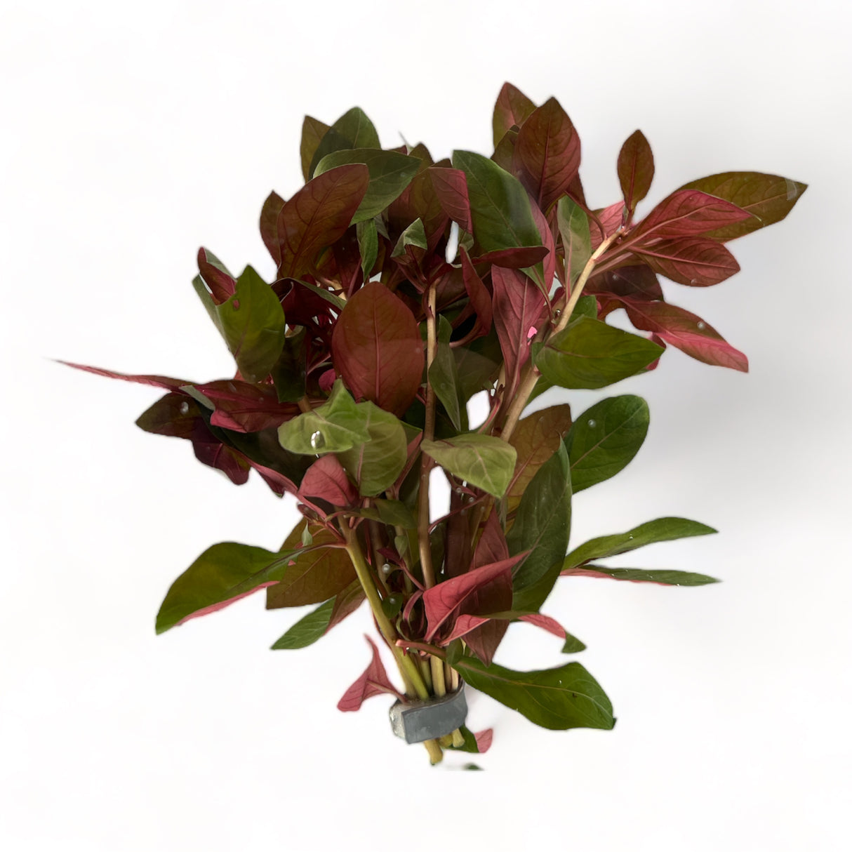 Diamond Red Ludwigia (Ludwigia Repens Diamond Red)