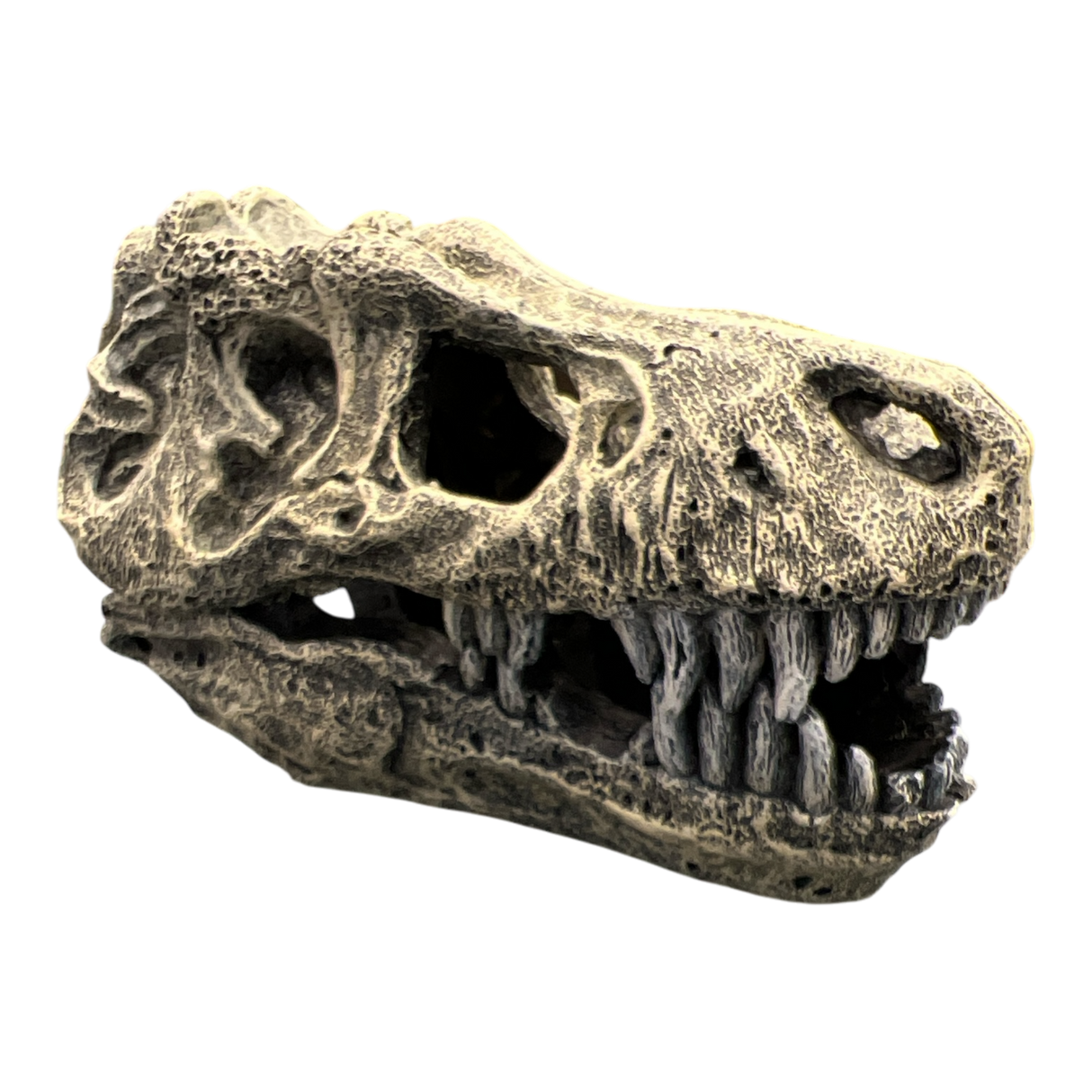 AquaTrio Dinosaur Skull