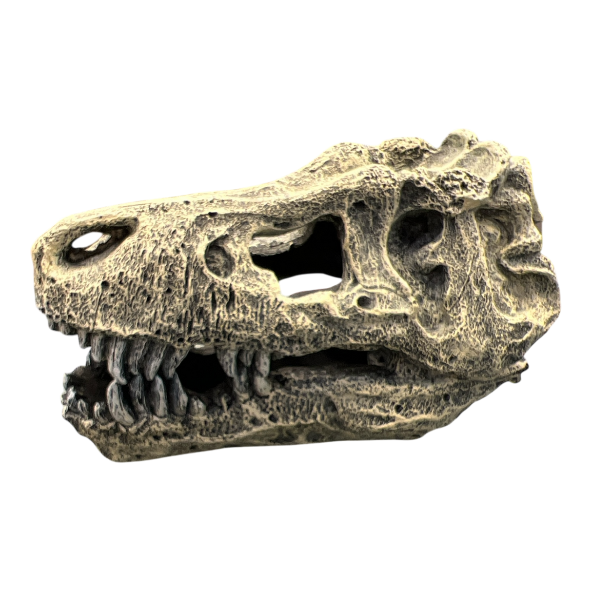 AquaTrio Dinosaur Skull