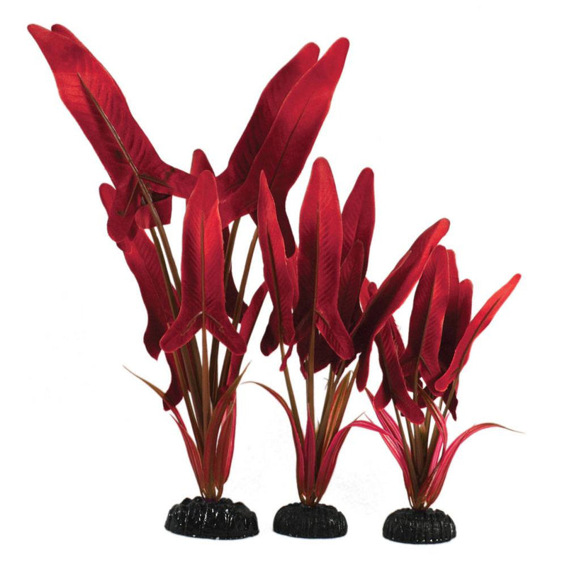 Hugo Kamishi Palaefolius Red Silk Plant