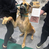 https://cdn.shopify.com/s/files/1/0589/7378/2073/files/Large-dog-foam_73c9c5dd-9833-445b-80d5-6012fe262f6e.jpg?v=1754557229