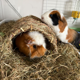 Happy Pet Grassy Tunnel