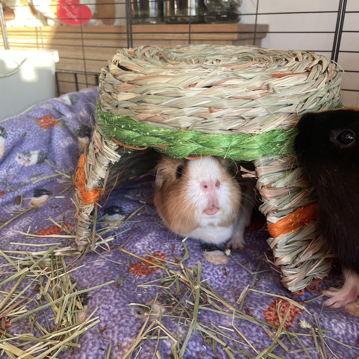Happy Pet Grassy Hut for Small Animals