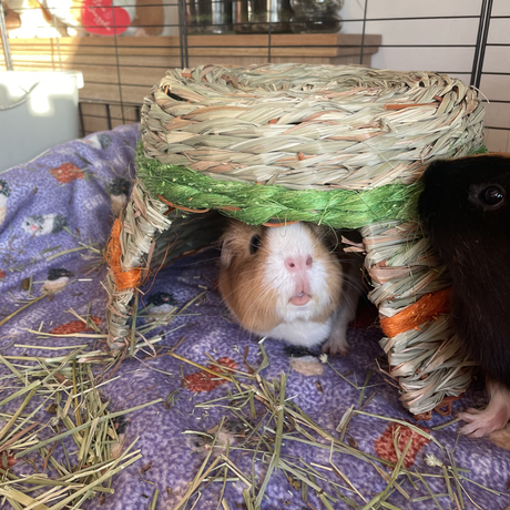 Happy Pet Grassy Hut for Small Animals