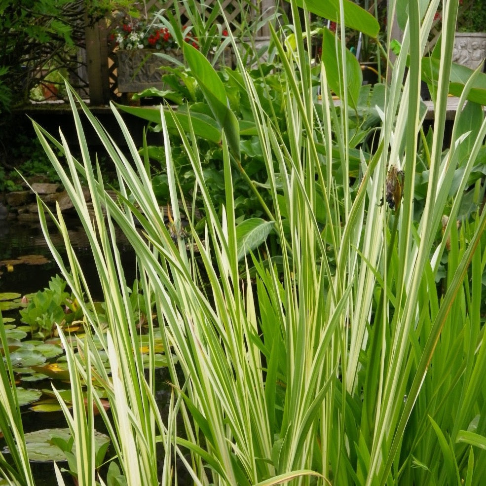 Variegated Rush (Acorus calamus 'Variegatus')