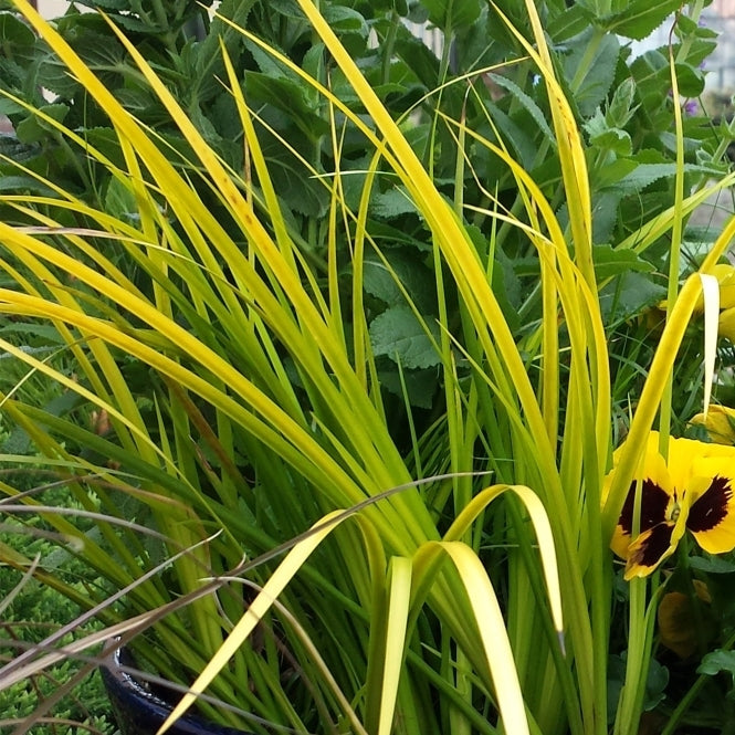 Golden Rush (Acorus gramineus 'Golden Delight')