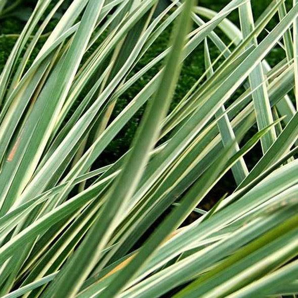 Dwarf Rush (Acorus gramineus 'Variegatus')