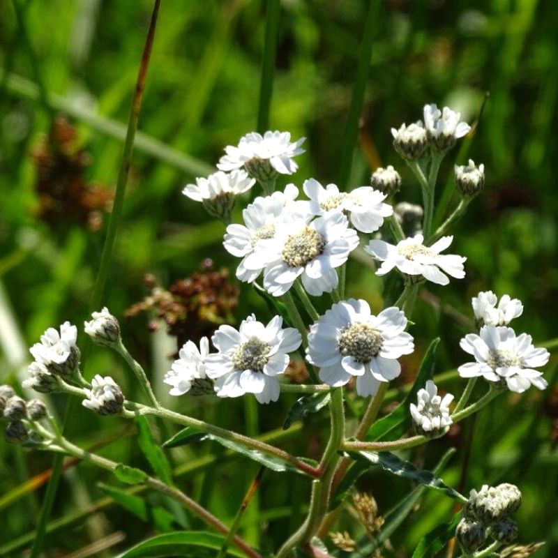 Sneezewort (Achillea Ptarmica)