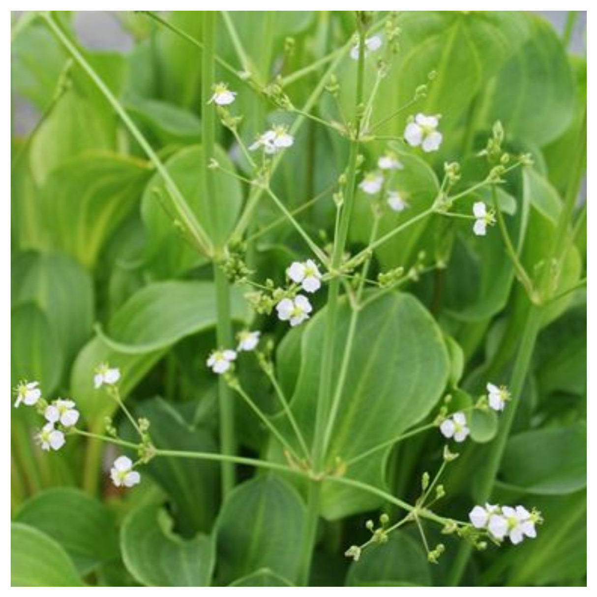 American Plantain (Alisma parviflora)