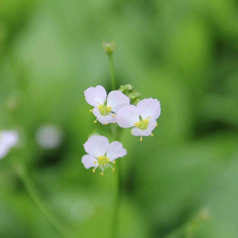 Water Plantain (Alisma plantago)