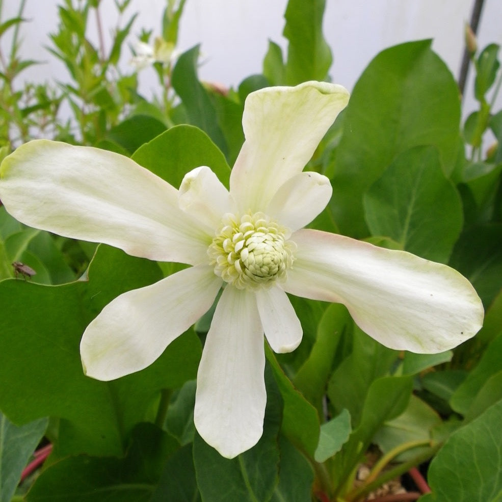 Apache Beads (Anemopsis Californicum)