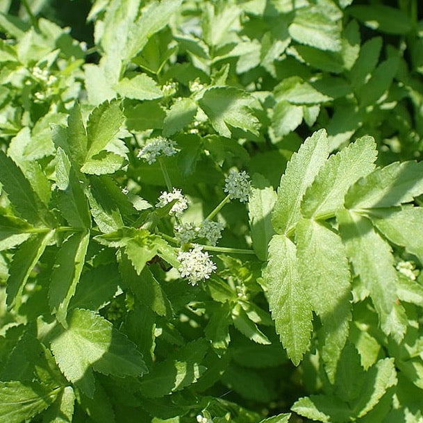 Fools Watercress (Apium nodiflorum)