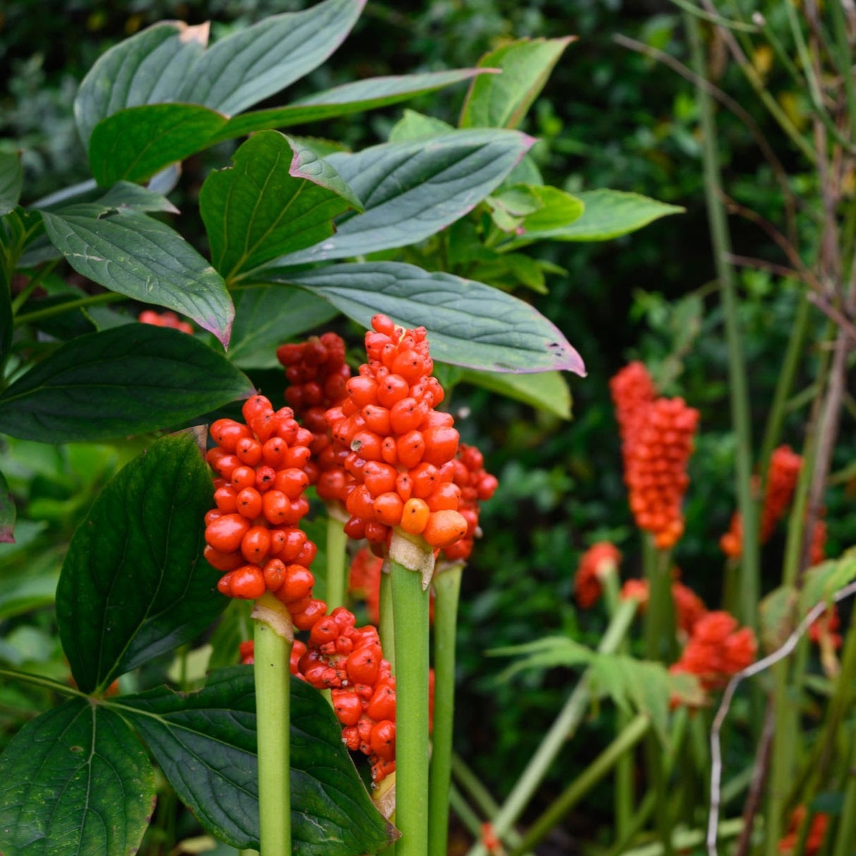 Lords And Ladies (Arum italicum)