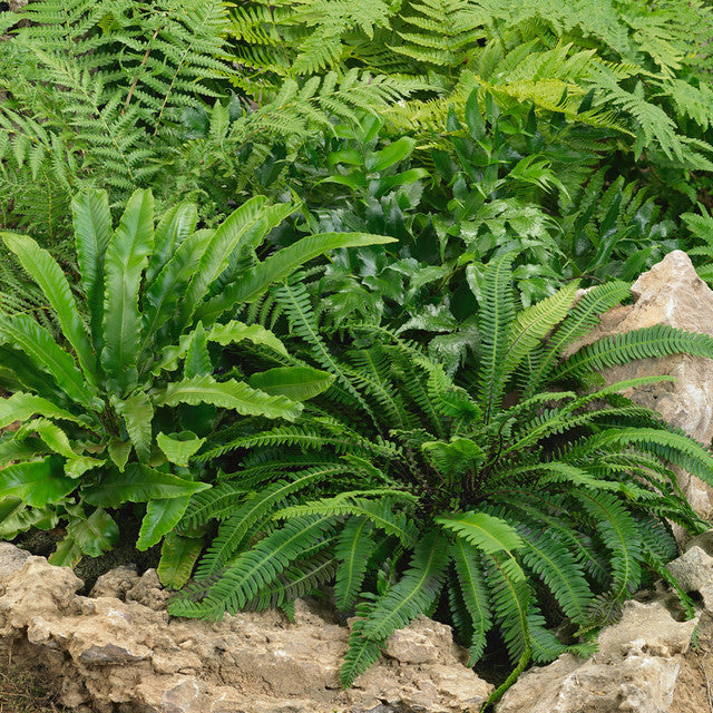 Hard Fern (Blechnum spicant)