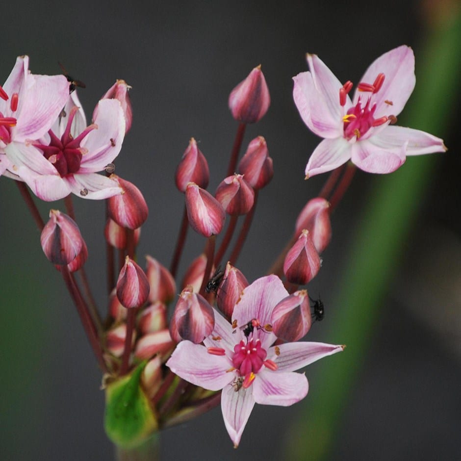 Flowering Rush (Butomus umbellatus)