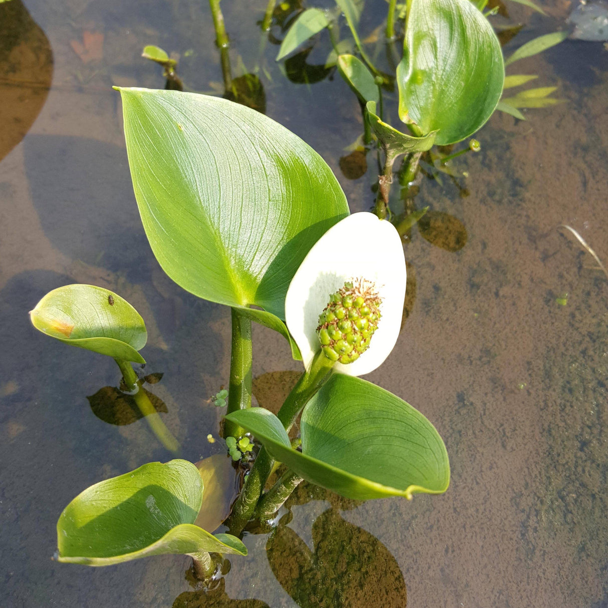 Bog Arum (Calla palustris)